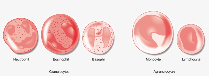 Granulocytes Vs Agranulocytes Function, transparent png download