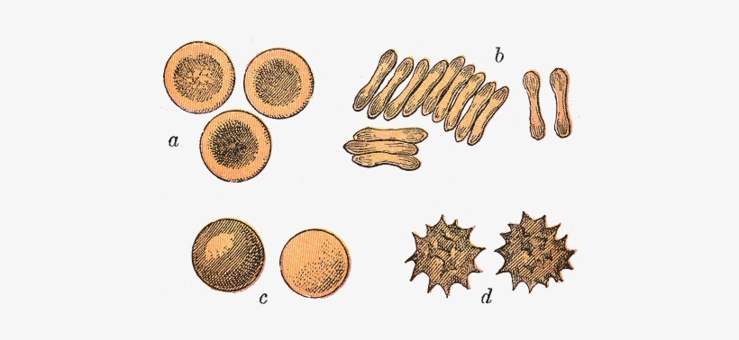 The Shapes Of Red Blood Cells In Different Contexts - Sphärozytose, transparent png download