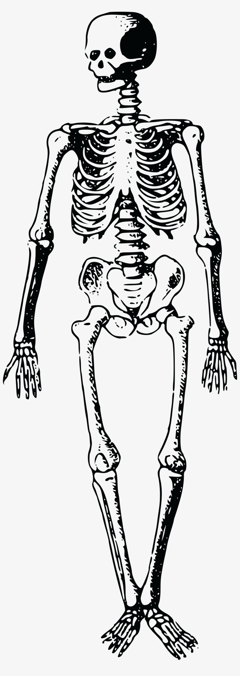 Free Clipart Of A Skeleton - Free Clip Art Skeleton, transparent png download