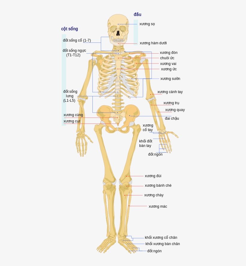 Human Skeleton Front Vi - Human Skeleton, transparent png download