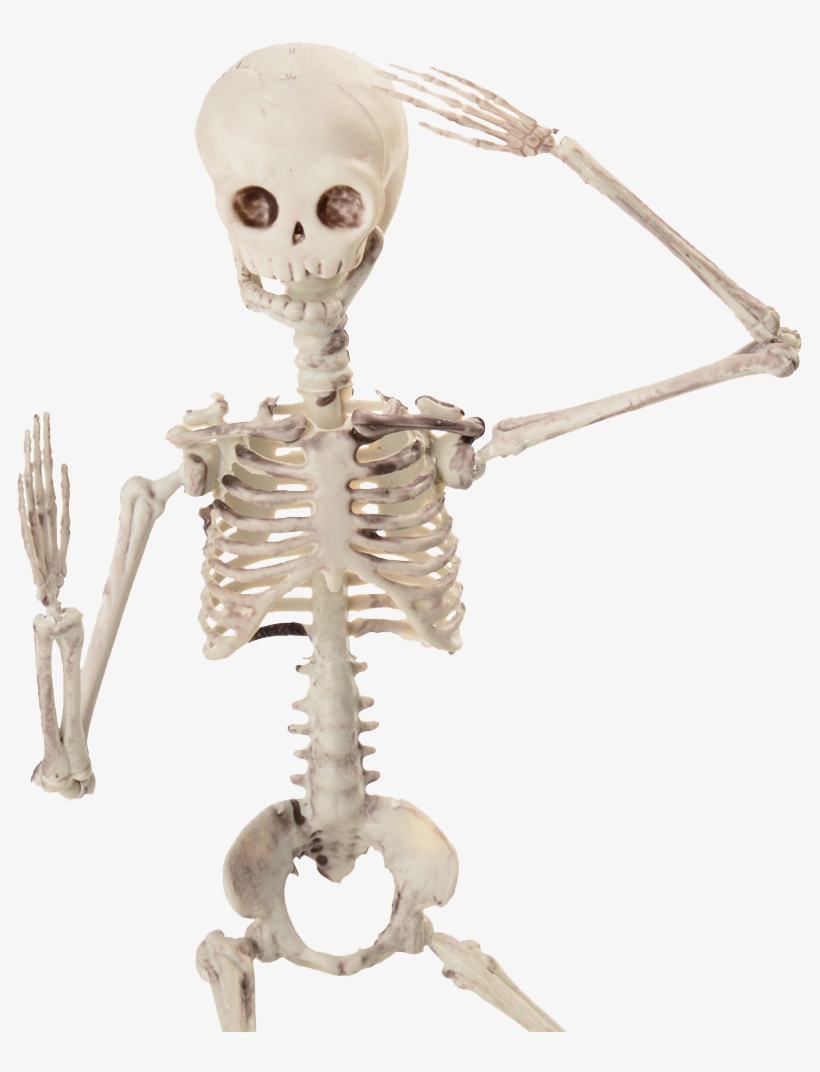 19 Inch Posable Skeleton, transparent png download
