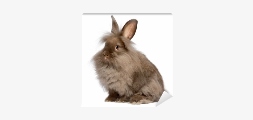 Cute Sitting Chocolate Lionhead Bunny Rabbit Wall Mural - Coniglio Testa Di Leone Adulto, transparent png download