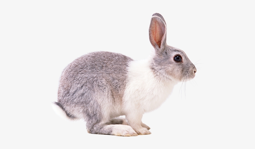 Visit - Rabbit Png, transparent png download