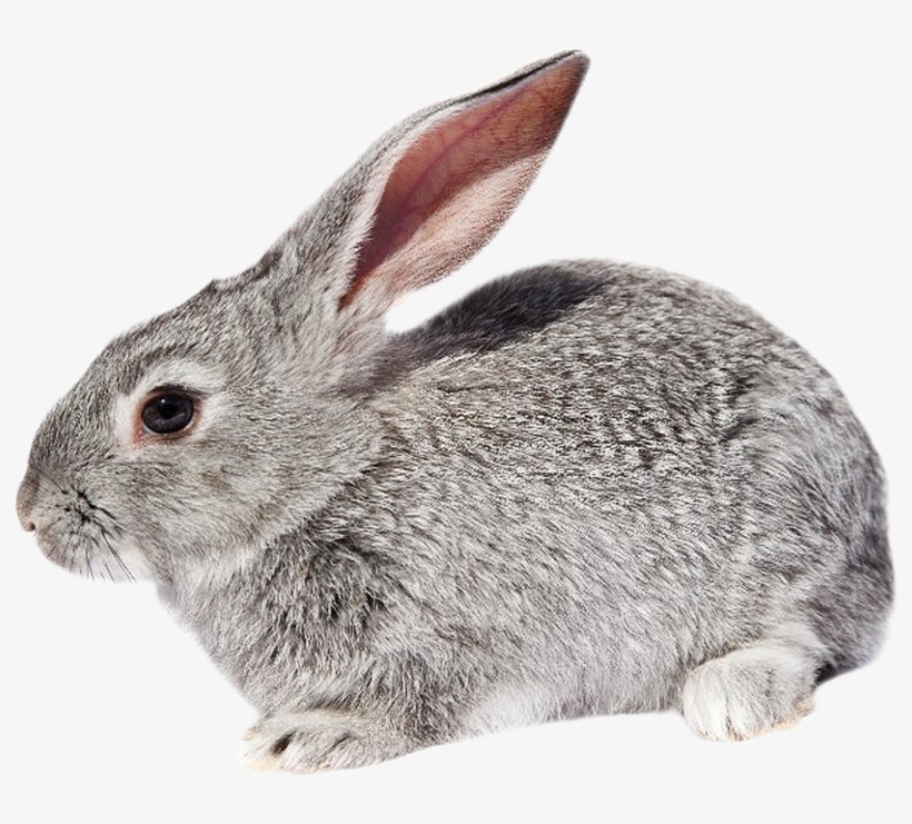Rabbit Png Deviantart, transparent png download