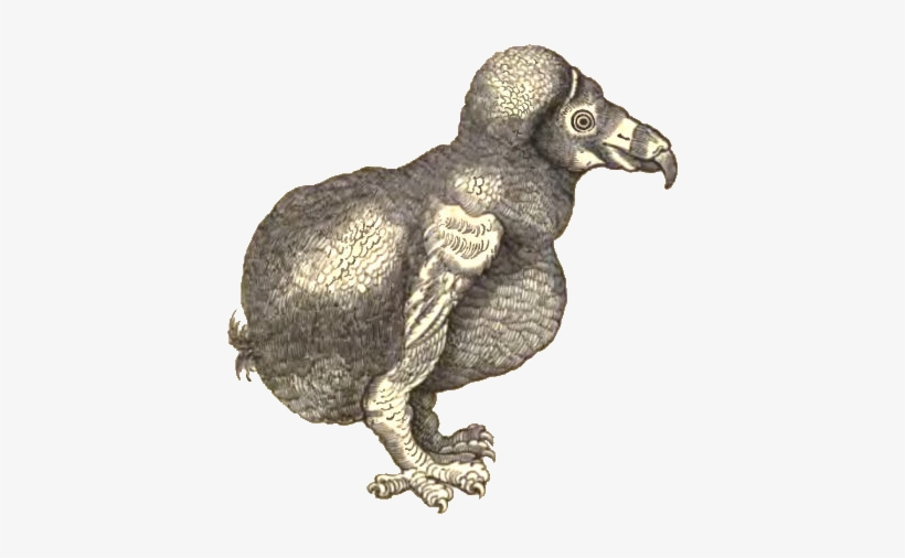 Broeckedodo Transparent Bg - Wikimedia Commons, transparent png download