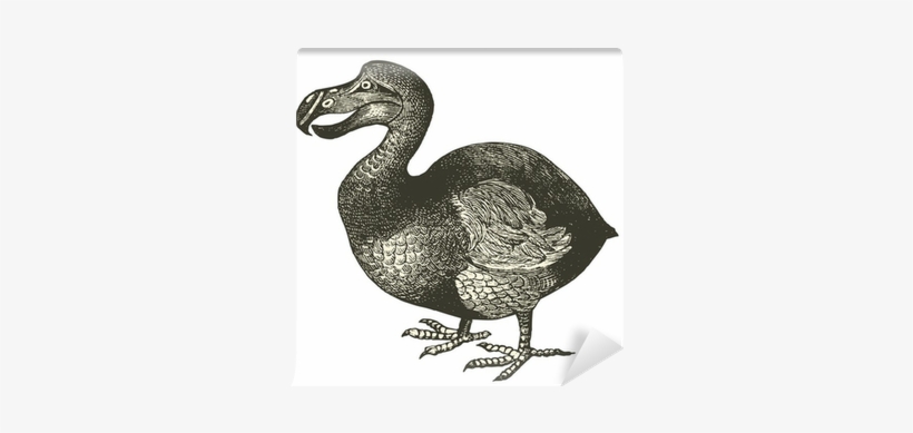 Dodo Illustration, transparent png download