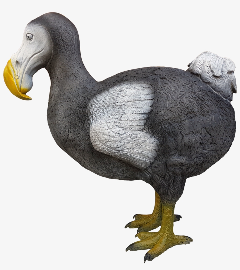Duck, transparent png download