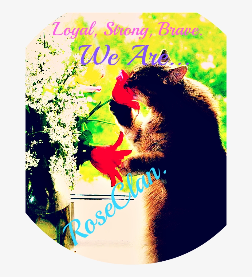 Red Roses Cute Cats - Cat, transparent png download