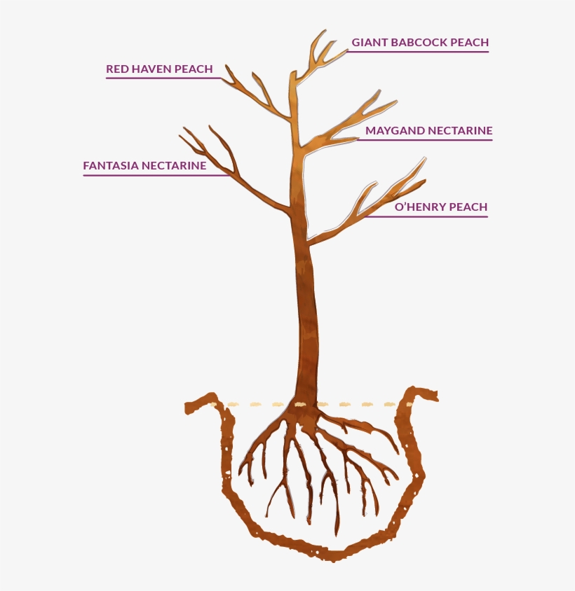 Example Of A Fruit Splash Tree Your Fruit Tree Will - Illustration, transparent png download