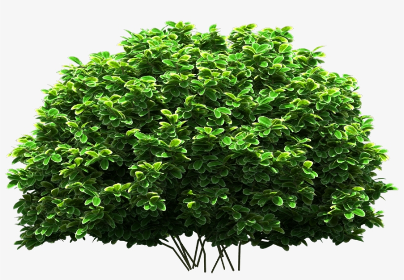 Tree Png Download - Tree, transparent png download