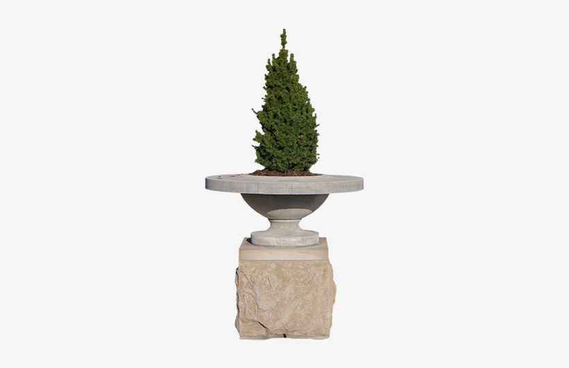 A Small Evergreen In A Planter That Looks Like It Wants - Christmas Tree, transparent png download