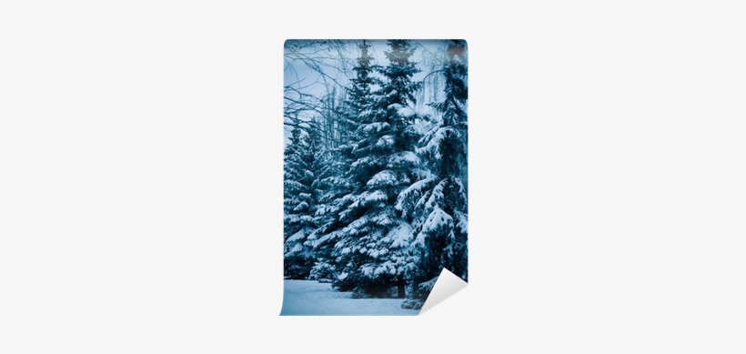 Colorado Spruce, transparent png download