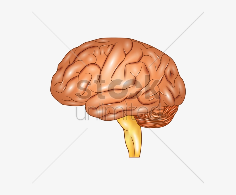 Human Vector Image Stockunlimited Graphic - Brain, transparent png download