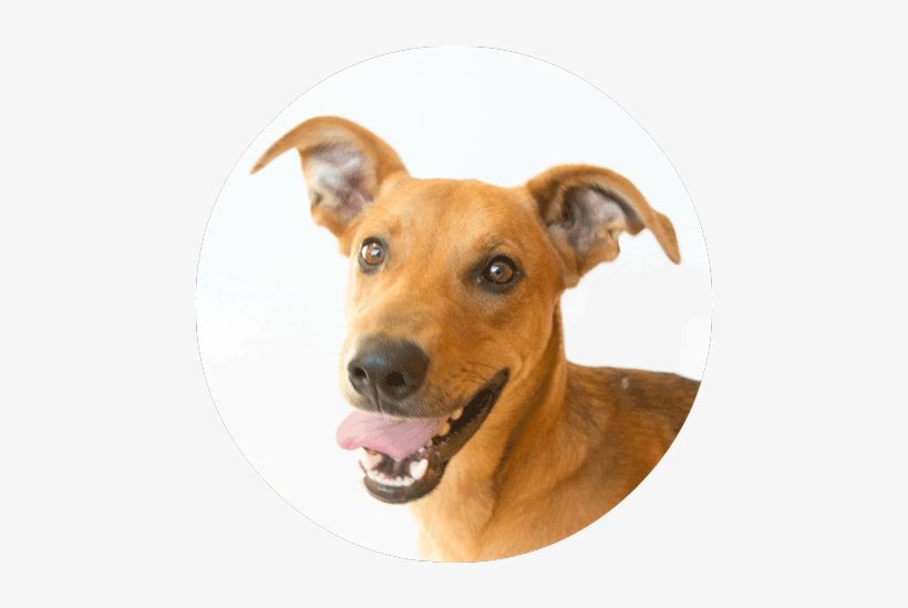 1// Because Right Now, Every Dollar Donated Will Be - Companion Dog, transparent png download