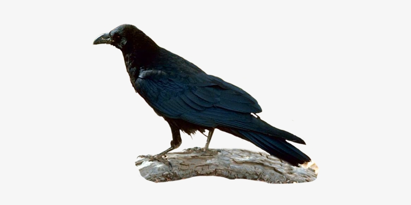 Raven Clip Art - Raven, transparent png download