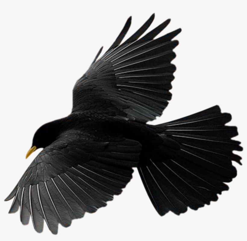 Reportar Abuso - 2010, transparent png download