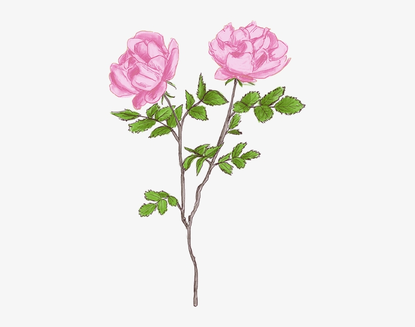Croquis Fleurs Tiges Rose Crayon Rose - Buttercup, transparent png download