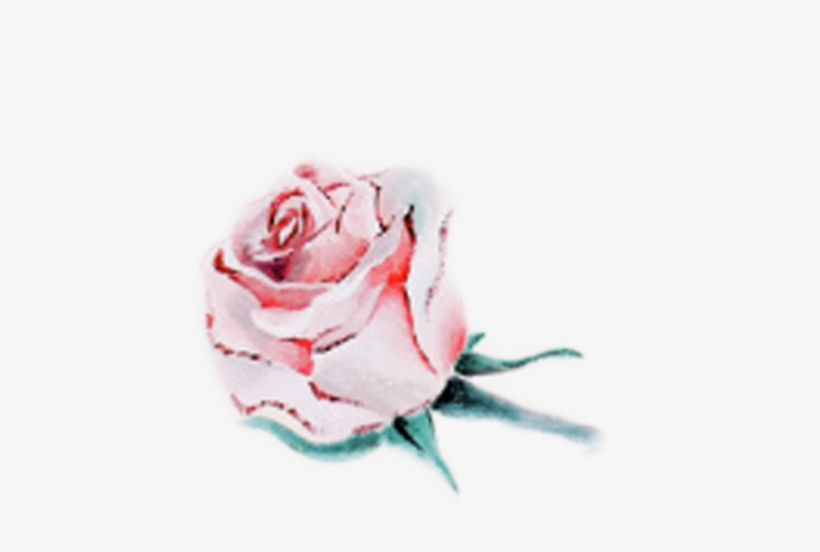 Rose, transparent png download