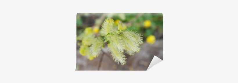 Acacia Greggii, transparent png download