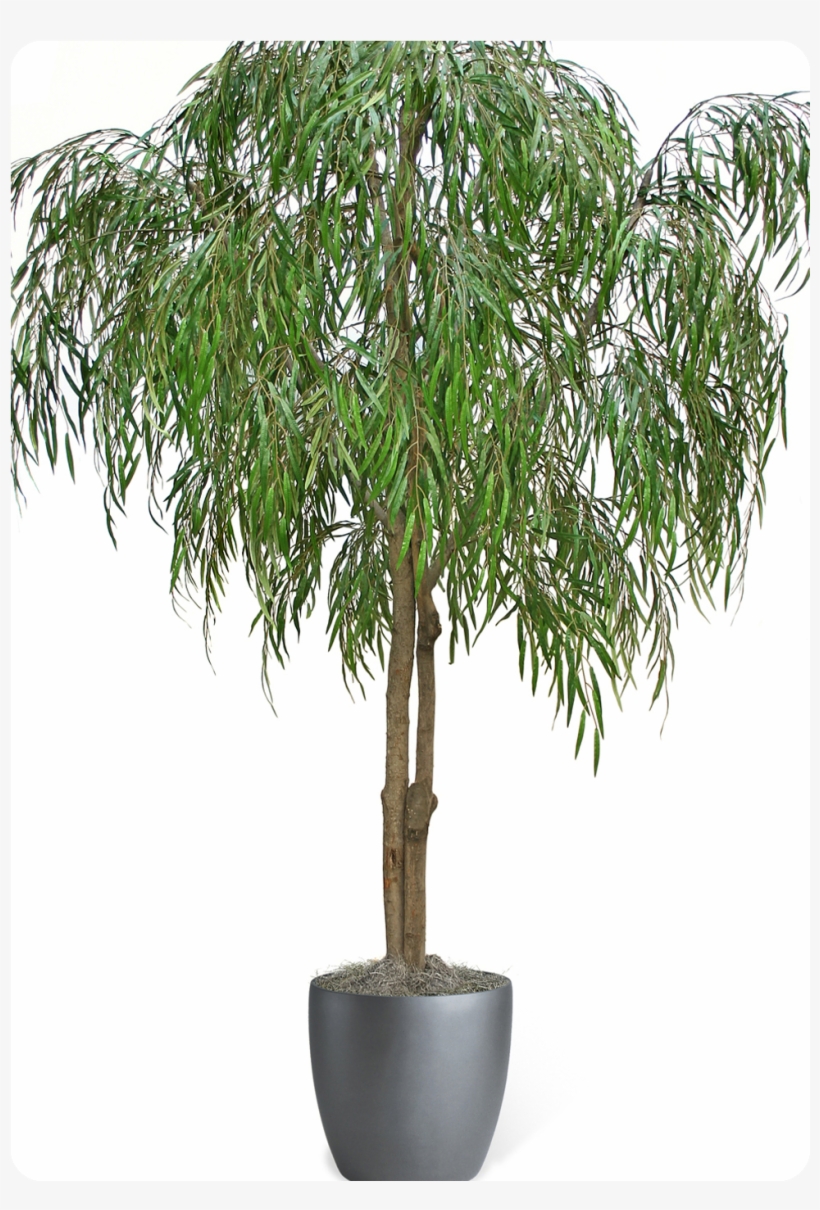 Content On This Page Requires A Newer Version Of Adobe - Tree, transparent png download