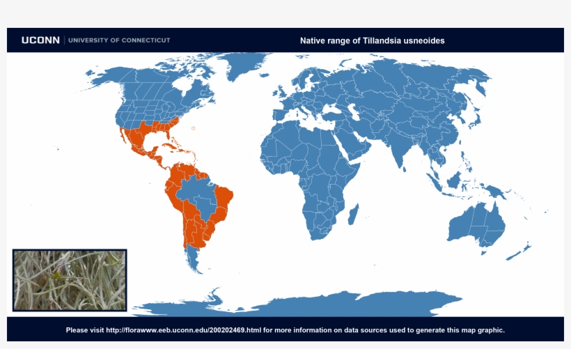 Country Of Origin - Tillandsia Usneoides Range Map, transparent png download