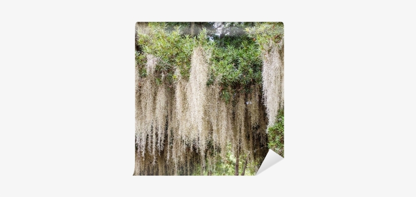 Close Up Of Spanish Moss Growing On Tree Wall Mural - Mousse Espagnole, transparent png download