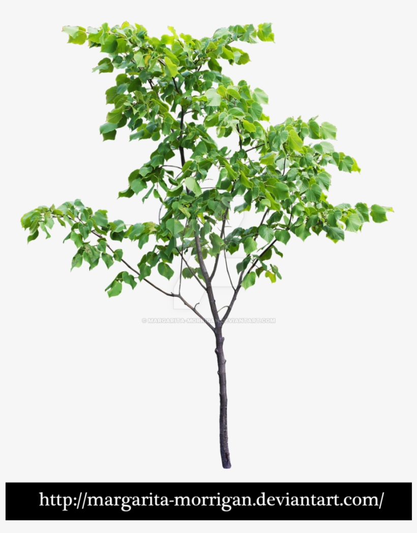 Pin By Laura Lalande On San Francisco - Tree Front View Png, transparent png download