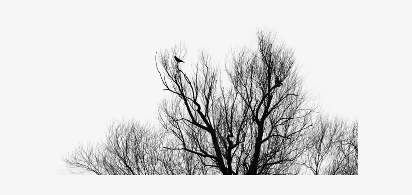 Png Foreground, transparent png download