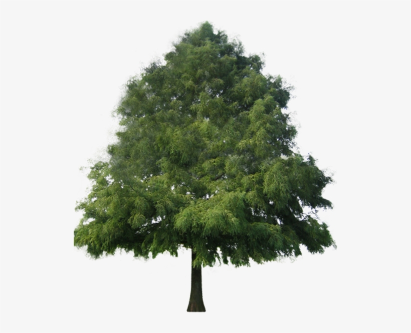 Bald Cypress1 Bald Cypress2 Bald Cypress3 Bald Cypress4 - Pino Png, transparent png download