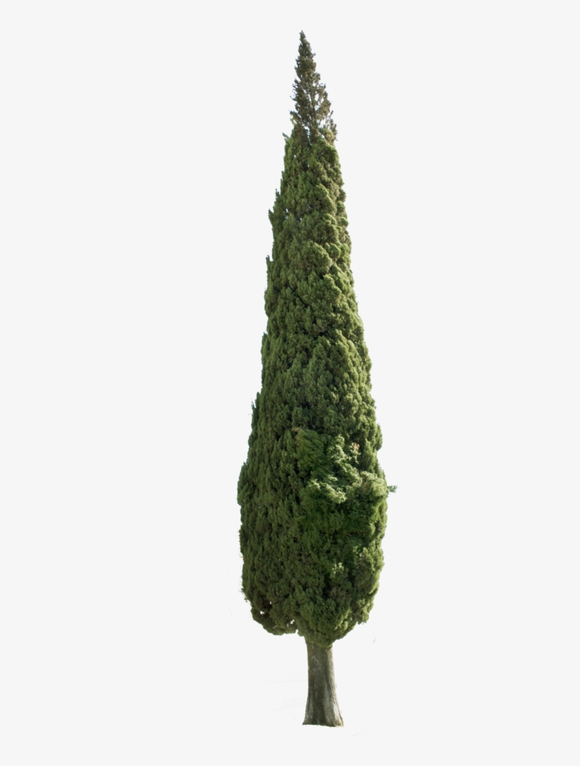 Cupressus Sempervirens Tree Ii - Tree Is Christmas Tree, transparent png download