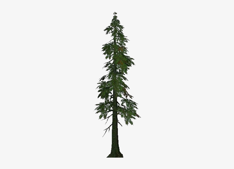 3d Trees - Lawson Cypress - Arbol De Cipres Png, transparent png download