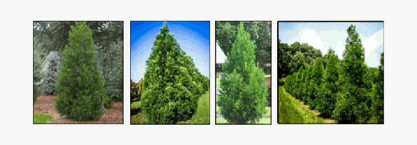Quantity, - - Cryptomeria Japonica Yoshino, transparent png download
