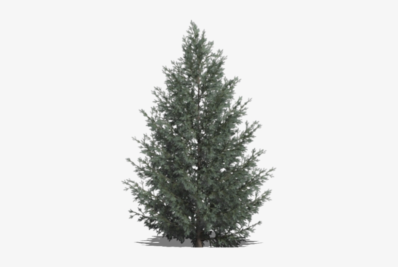 Tree-16 - Christmas Tree, transparent png download