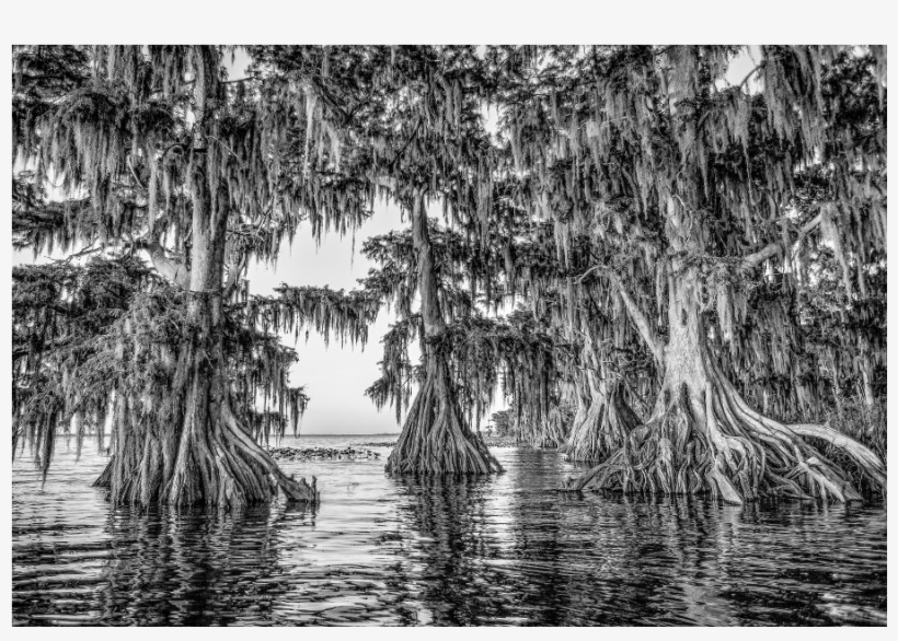 Lake Istokpoga Cypress Black And White, transparent png download