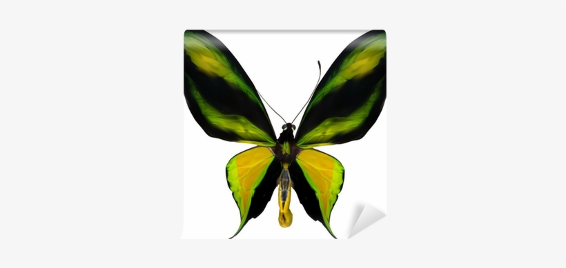Illustration With Tropical Yellow And Green Butterfly - Butterflies, transparent png download