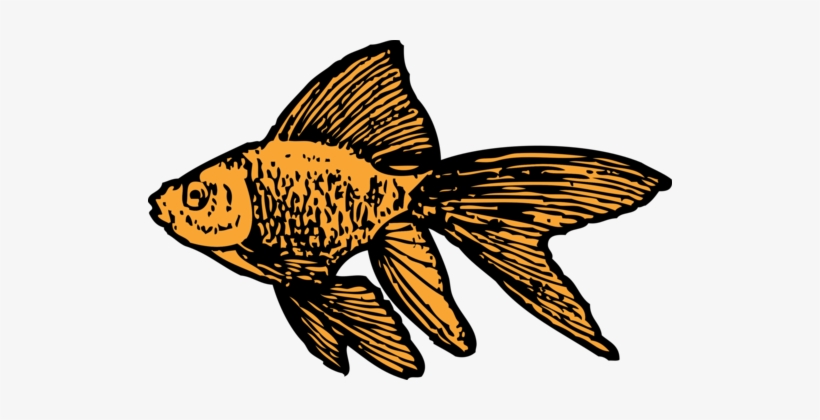 Goldfish Download Ornamental Fish Drawing - Goldfish Clip Art, transparent png download