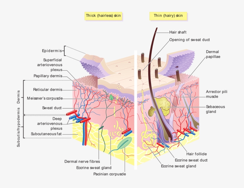Sweat Is Mostly Water With Wee Amount Of Minerals - Hair Follicle And Sebaceous Glands, transparent png download