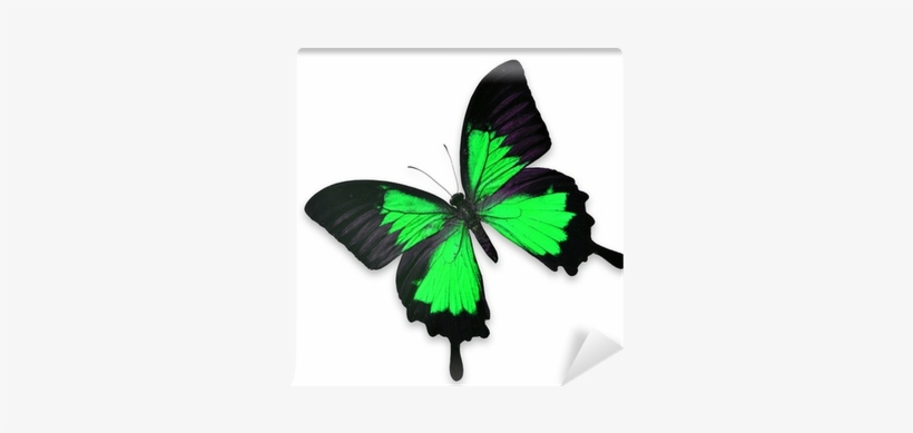 Beautiful Black And Green Butterfly Wall Mural • Pixers® - Butterfly, transparent png download