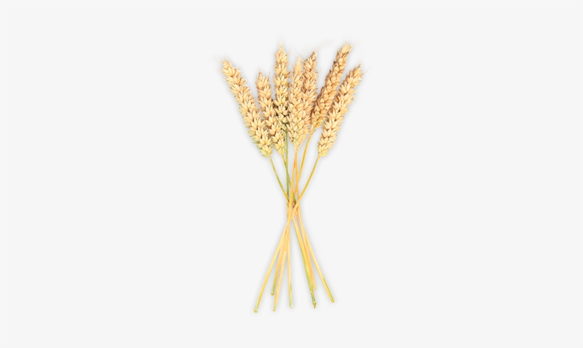 Genetically Modified Ingredients - Khorasan Wheat, transparent png download
