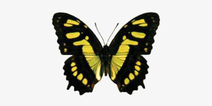 Butterfly House At Put In Bay - Siproeta Stelenes, transparent png download