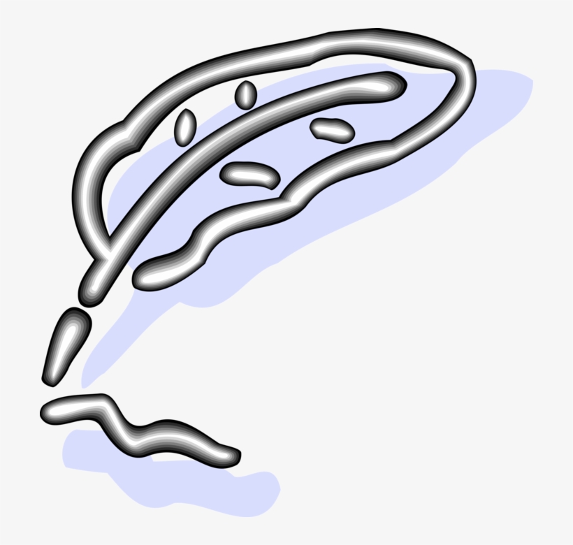 Vector Illustration Of Feather Quill Pen Writing Instrument, transparent png download