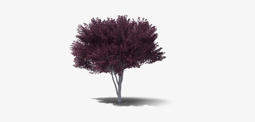 Plum Png Background Image - Plum, transparent png download