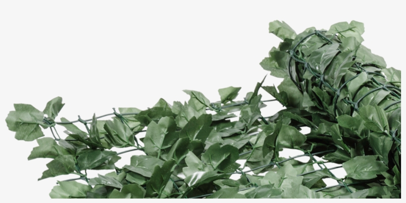 Green Ivy Roll - Maidenhair Tree, transparent png download