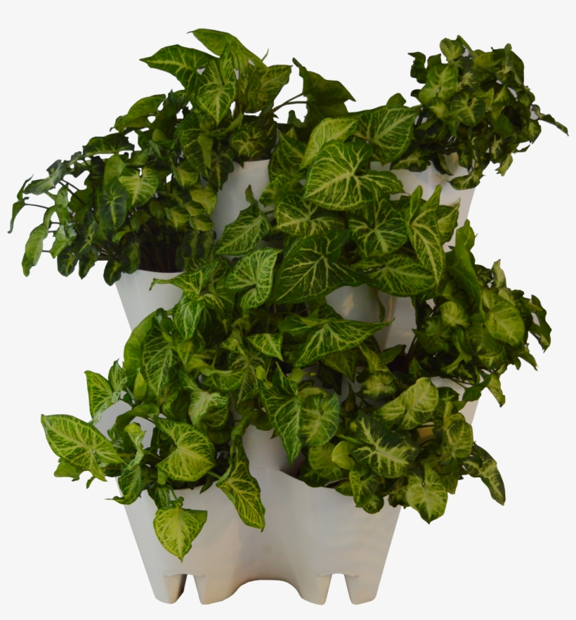 Green Wall From The Box - Flowerpot, transparent png download