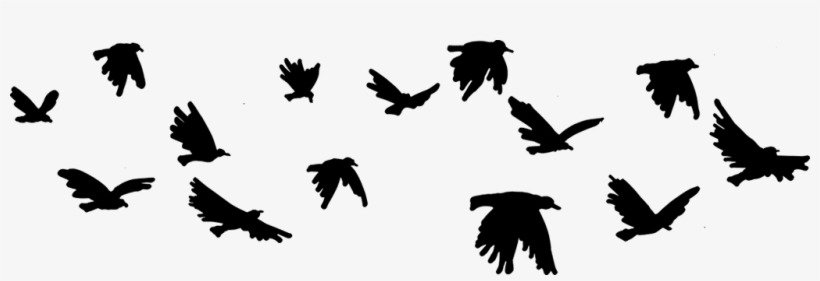 Pajaros - Imagenes Png De Pajaros, transparent png download