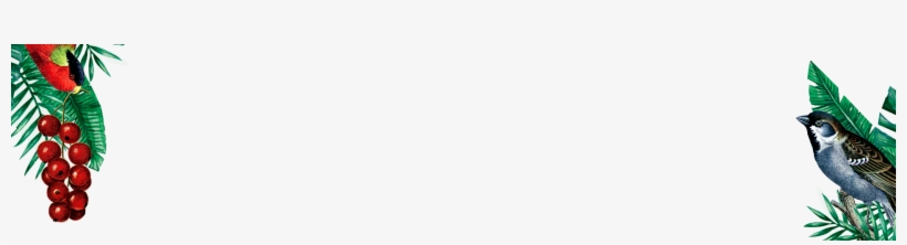 Bg Vinos Pajaros - Vintage Bird, transparent png download