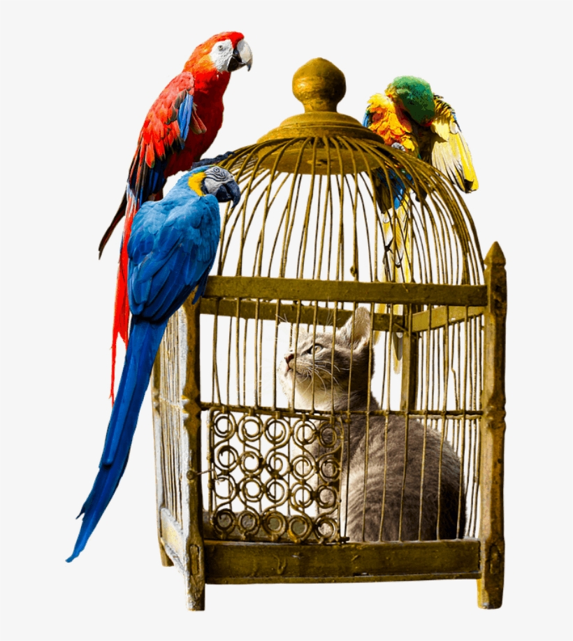 Convivir Gatos Pájaros - Die Ertraumte Freiheit By Petruta Ritter, transparent png download