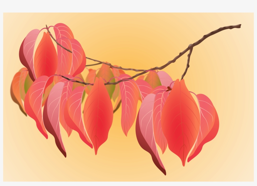 Cherry Autumn Leaves - Anthurium, transparent png download