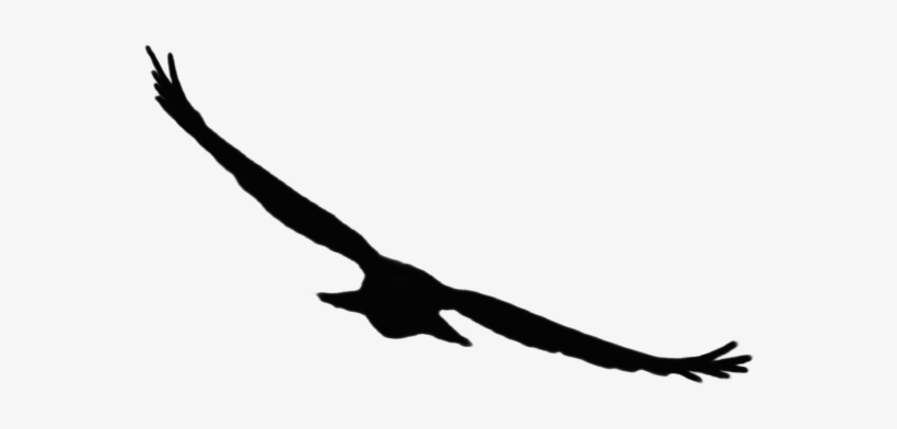 Related Wallpapers - Golden Eagle, transparent png download
