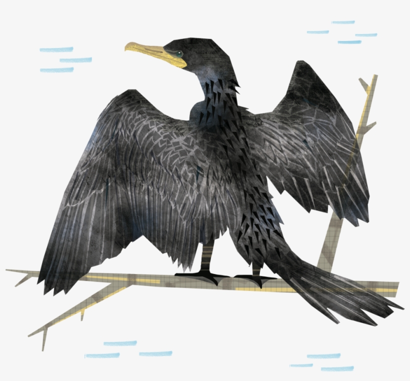 Los Pájaros De Un País, De Una Región, Son Parte De - Double Crested Cormorant, transparent png download